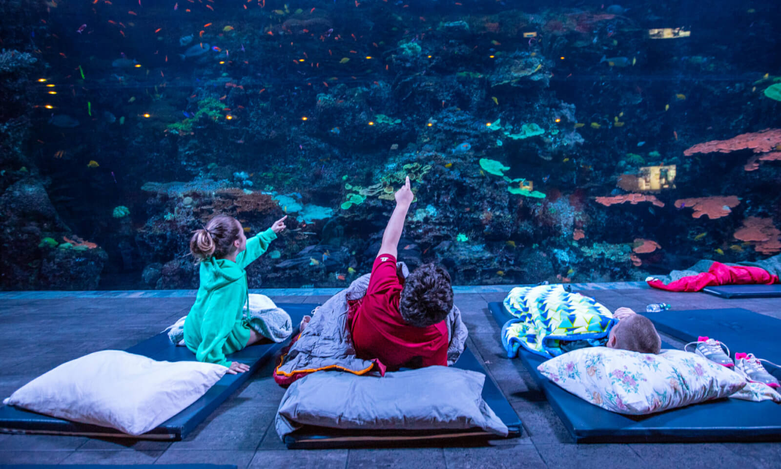 Create a core memory with a stay at the largest aquarium in the U.S.