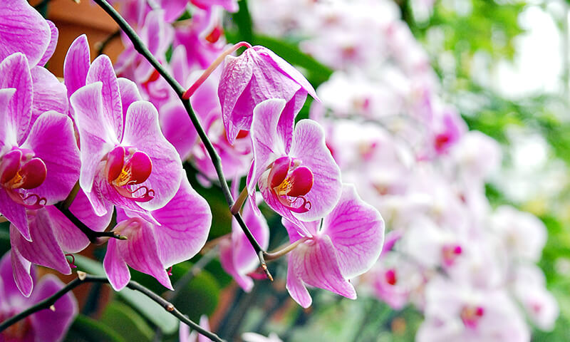 Orchid Daze at Atlanta Botanical Garden - Joleen Pete Photography